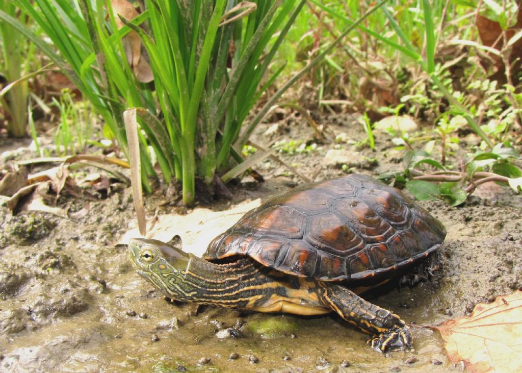 Mauremys leprosa II